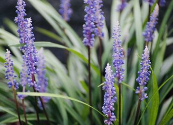 Close-up of purple flowering plants