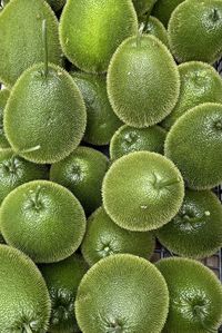 Full frame shot of plants