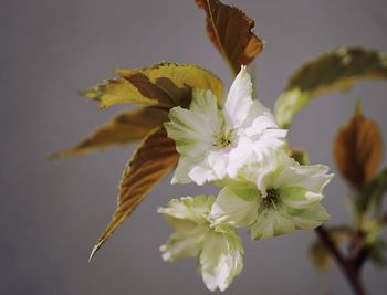 Close-up of flowers