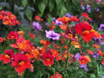 Close-up of orange flowering plants in park