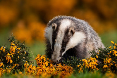 Close-up of an animal on yellow flower