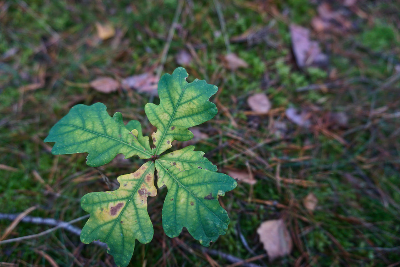 HIGH ANGLE VIEW OF LEAVES ON FIELD