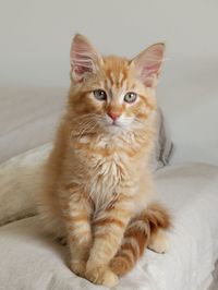 Portrait of cat sitting on bed