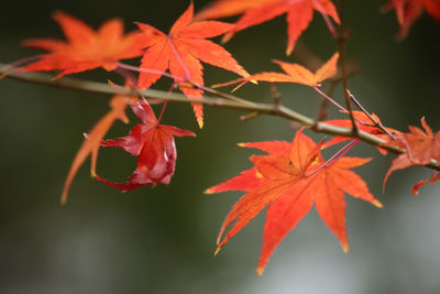 Close-up of red maple leaf on tree during autumn