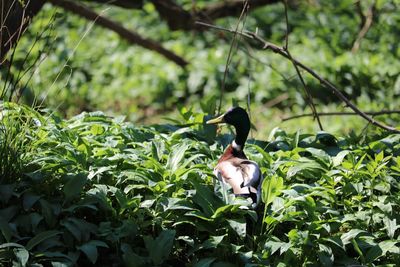 Bird in a forest