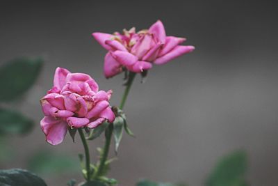 Close-up of pink flowers