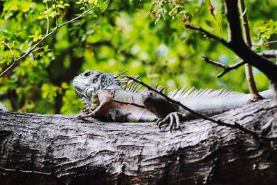 Iguana on tree trunk