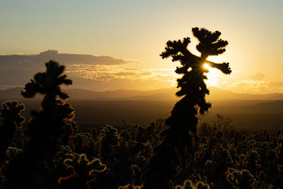 Silhouette cactus on field against sky during sunset