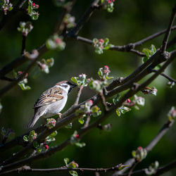 Close-up of butterfly on cherry blossom tree