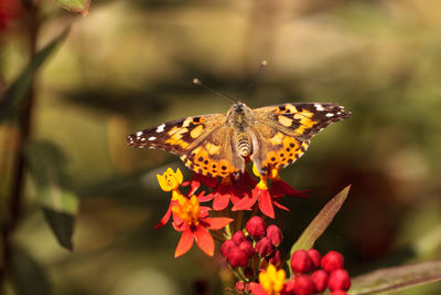 Close-up of butterfly pollinating on flower