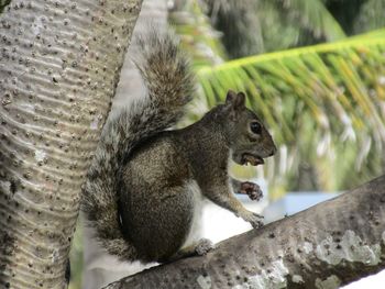 Close-up of squirrel on tree
