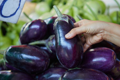 Cropped hand or woman holding fresh purple eggplant
