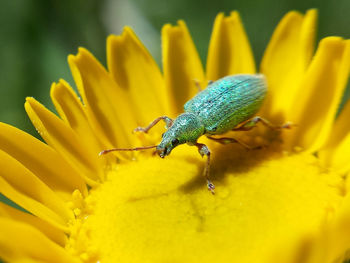 Close-up of insect on yellow flower