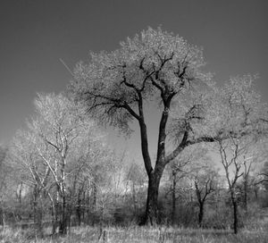 Bare trees on landscape against sky