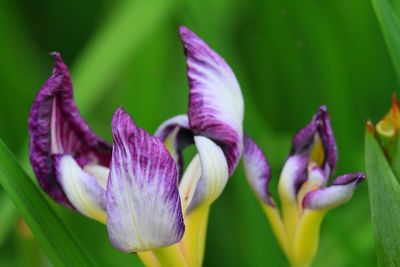 Close-up of purple flowers