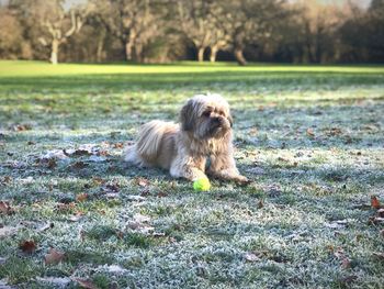 Dog on grass