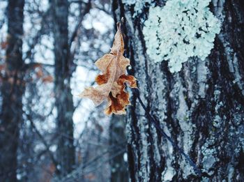 Low angle view of dry leaves by lichens on tree trunk