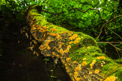 Close-up of lichen on tree