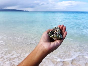 Cropped hand holding seashell at beach