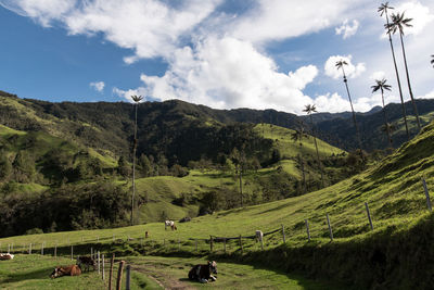 Cows on field at cocora valley