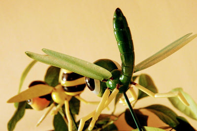 Close-up of insect on plant