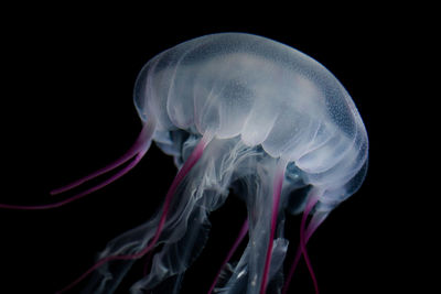 Close-up of jellyfish against black background