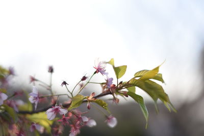 Close-up of insect on pink flower