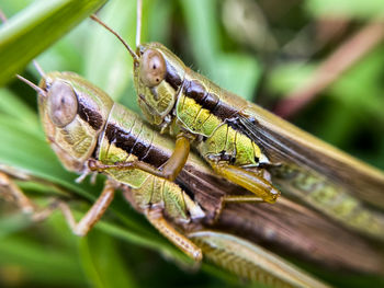 Close-up of grasshopper on leaf