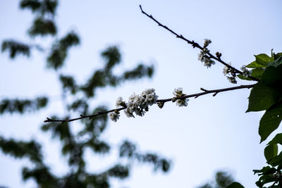 Low angle view of plant against sky