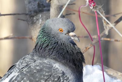 Close-up of pigeon perching