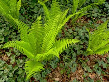 High angle view of fern leaves on field in forest
