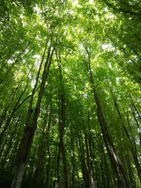 Low angle view of bamboo trees in forest