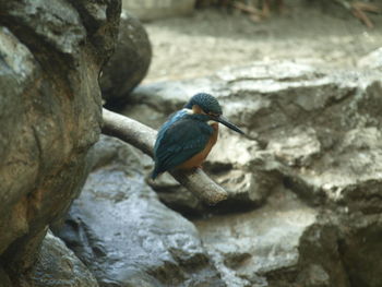 Close-up of bird perching on rock