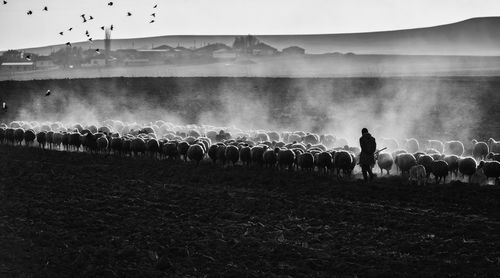 Flock of sheep with birds flying against sky