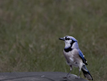 Close-up of blue jay perching on rock