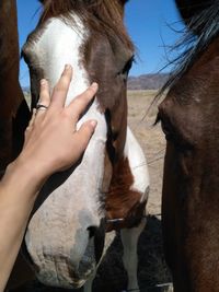 Close-up of hand feeding horse against sky