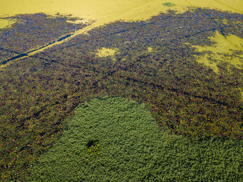 High angle view of crops on field