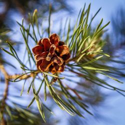 Close-up of pine cone on plant