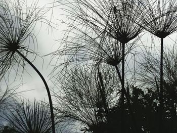 Low angle view of bare trees against sky