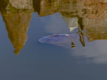 Close-up of fish swimming in water