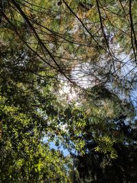 Low angle view of trees in forest