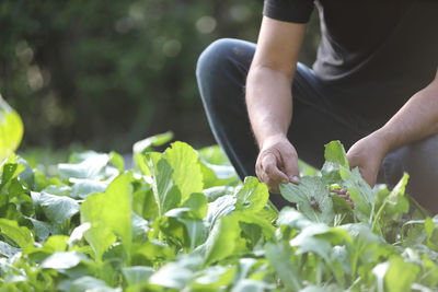 Midsection of man holding plant