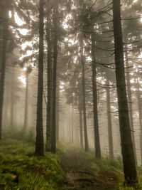 Trees in forest