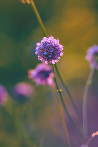 Close-up of purple flowering plant