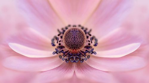 Close-up of pink flower