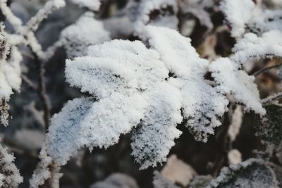 Close-up of frozen plant