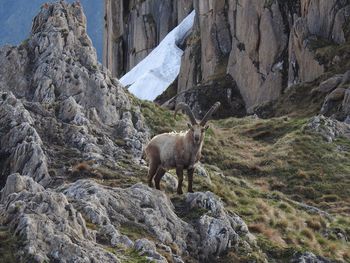 Sheep standing on rock against sky