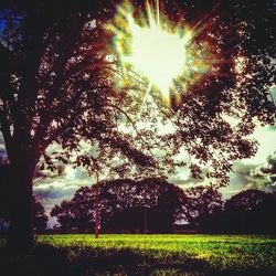 Low angle view of trees against sky