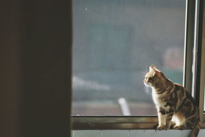 Cat looking away