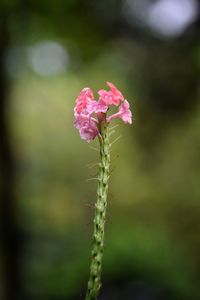 Close-up of pink flower blooming outdoors